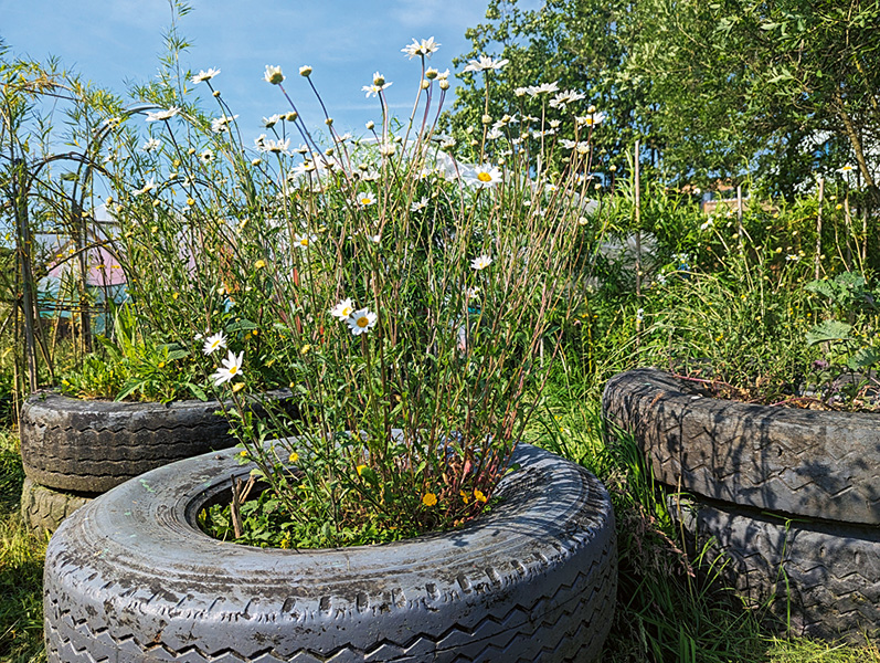 Daisies in a tyre planter