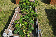 Raised planter