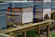 Boro Bees