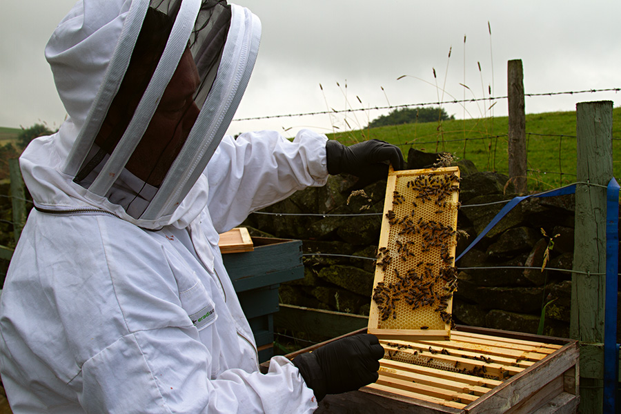 Boro Bees
