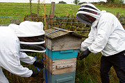 Boro Bees