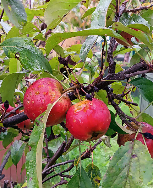 PIER community allotment and gardens